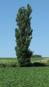 ジェットコースター路：Jet coaster road